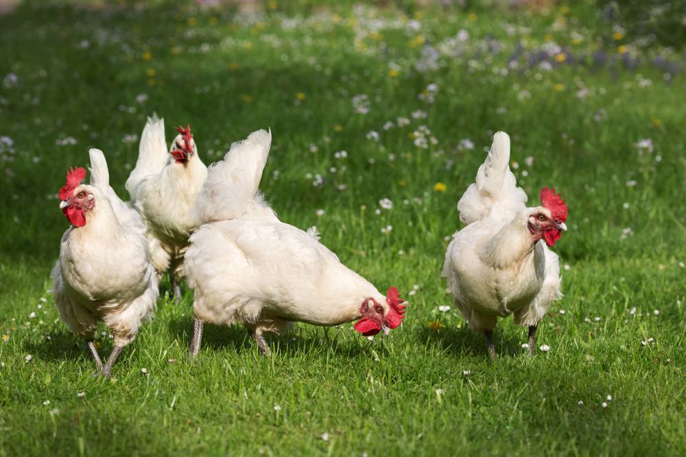 poulet de bresse à Louhans